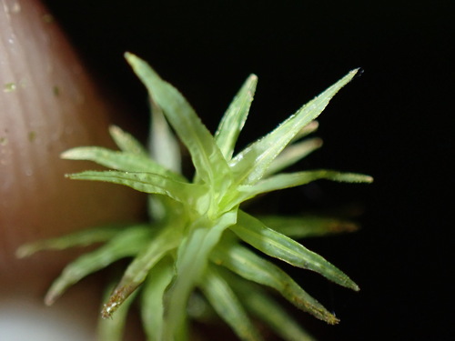 Syrrhopodon incompletus observed 2026-04-02