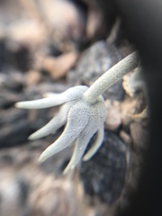 Enceliopsis nudicaulis