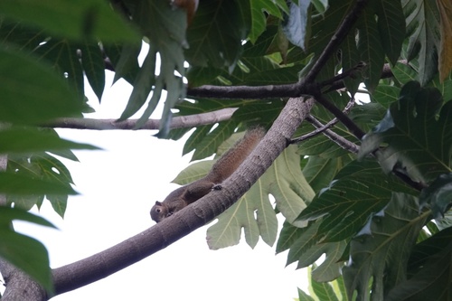 Callosciurus notatus
