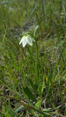 Fritillaria liliacea