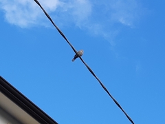 Streptopelia decaocto