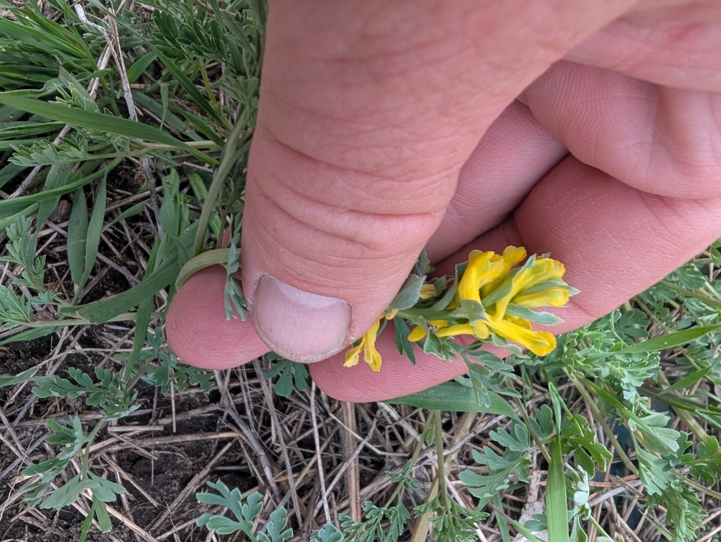 Corydalis micrantha; photograph (c) Jeff Hansen, some rights reserved (CC BY)