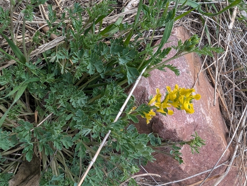 Corydalis micrantha, photograph 6