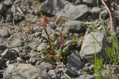 Rumex acetosa pseudoxyria