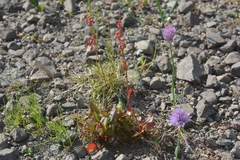 Rumex acetosa pseudoxyria