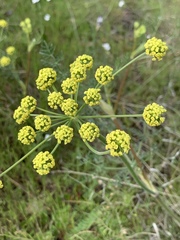 Lomatium triternatum