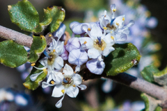 Ceanothus otayensis