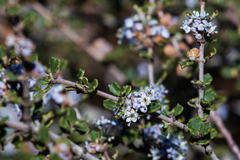 Ceanothus otayensis