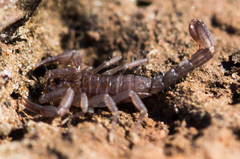 Serradigitus gertschi