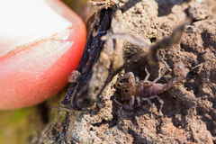 Serradigitus gertschi