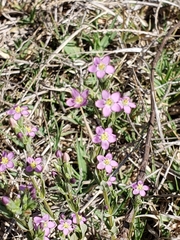 Zeltnera stricta