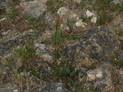 Rumex acetosa pseudoxyria