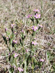 Zeltnera stricta