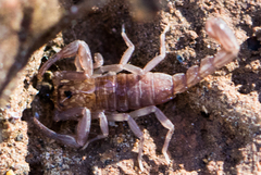 Serradigitus gertschi