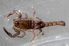 Serradigitus gertschi