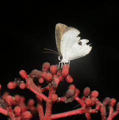 Pithecops corvus correctus