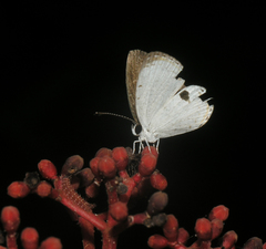 Pithecops corvus correctus