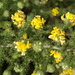 Peninsula Fluffy Capegorse - Photo (c) Leonid Rasran, some rights reserved (CC BY-NC), uploaded by Leonid Rasran