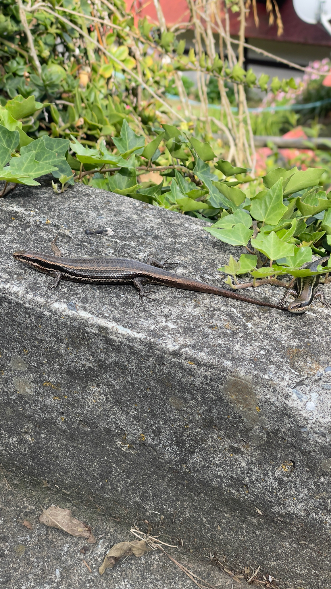 Venezuelan Mountain Skink photo 2