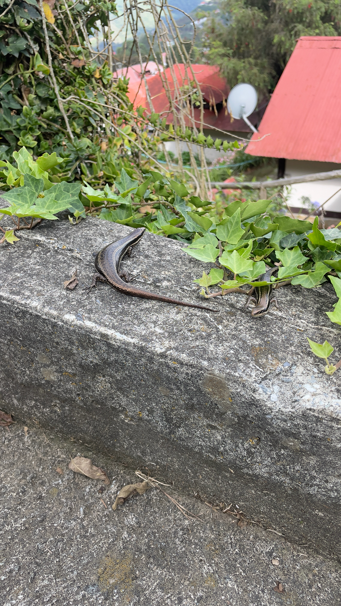 Venezuelan Mountain Skink photo 3