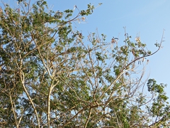 Leucaena lanceolata