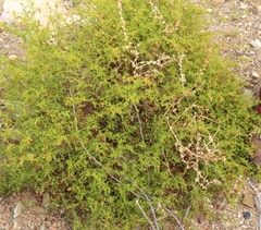 Hermannia pulchella