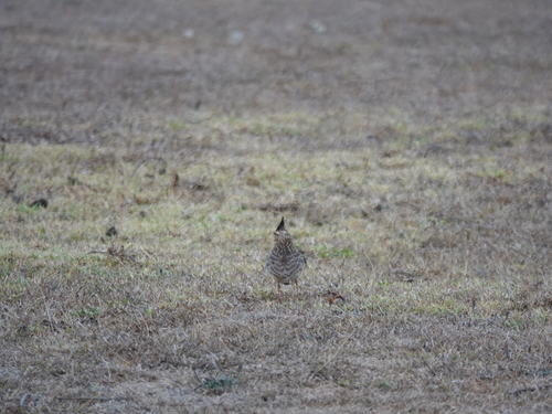 Malabar Lark (Galerida malabarica)