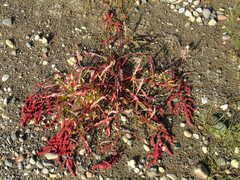 Rumex sibiricus