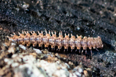 Macrosternodesmidae