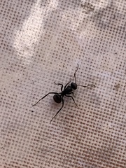 Camponotus