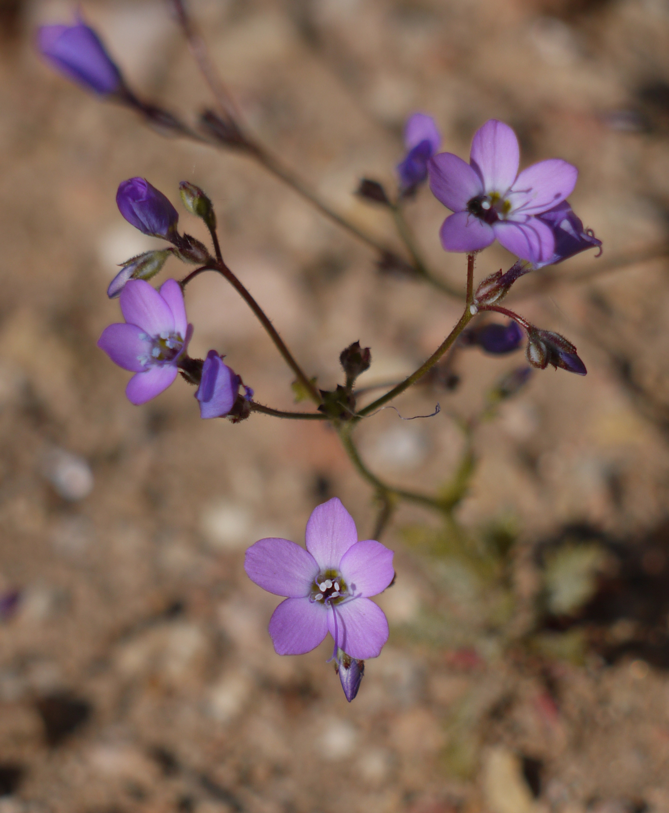 Gilia tenuiflora