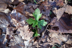 Hydrophyllum virginianum