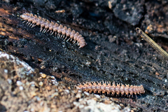 Macrosternodesmidae