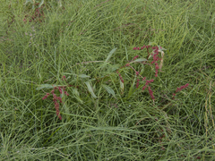 Rumex sibiricus