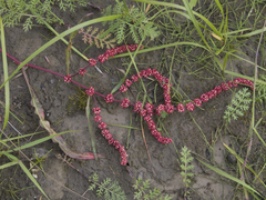 Rumex sibiricus