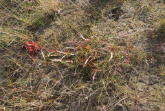 Rumex sibiricus