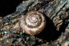 Paralaoma servilis