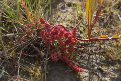 Rumex sibiricus