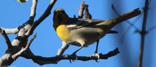 Black-backed Oriole (Icterus abeillei), photo 10