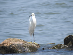 Egretta garzetta