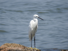 Egretta garzetta