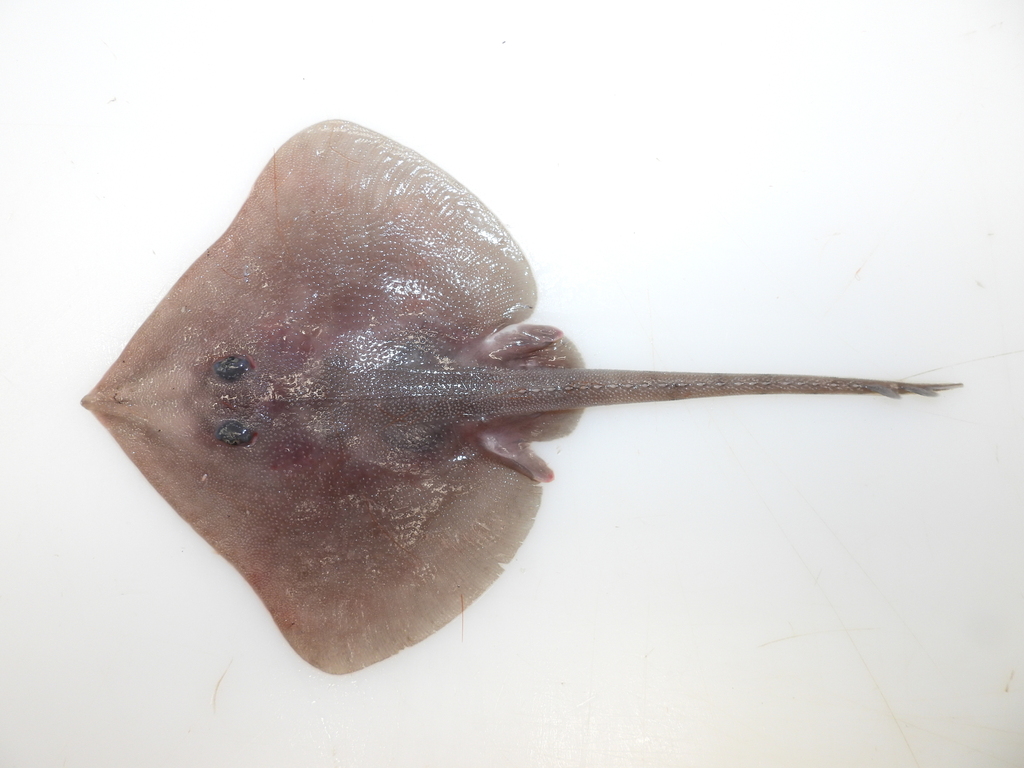 Spinetail ray (Bathyraja spinicauda) — Arhynchobatidae