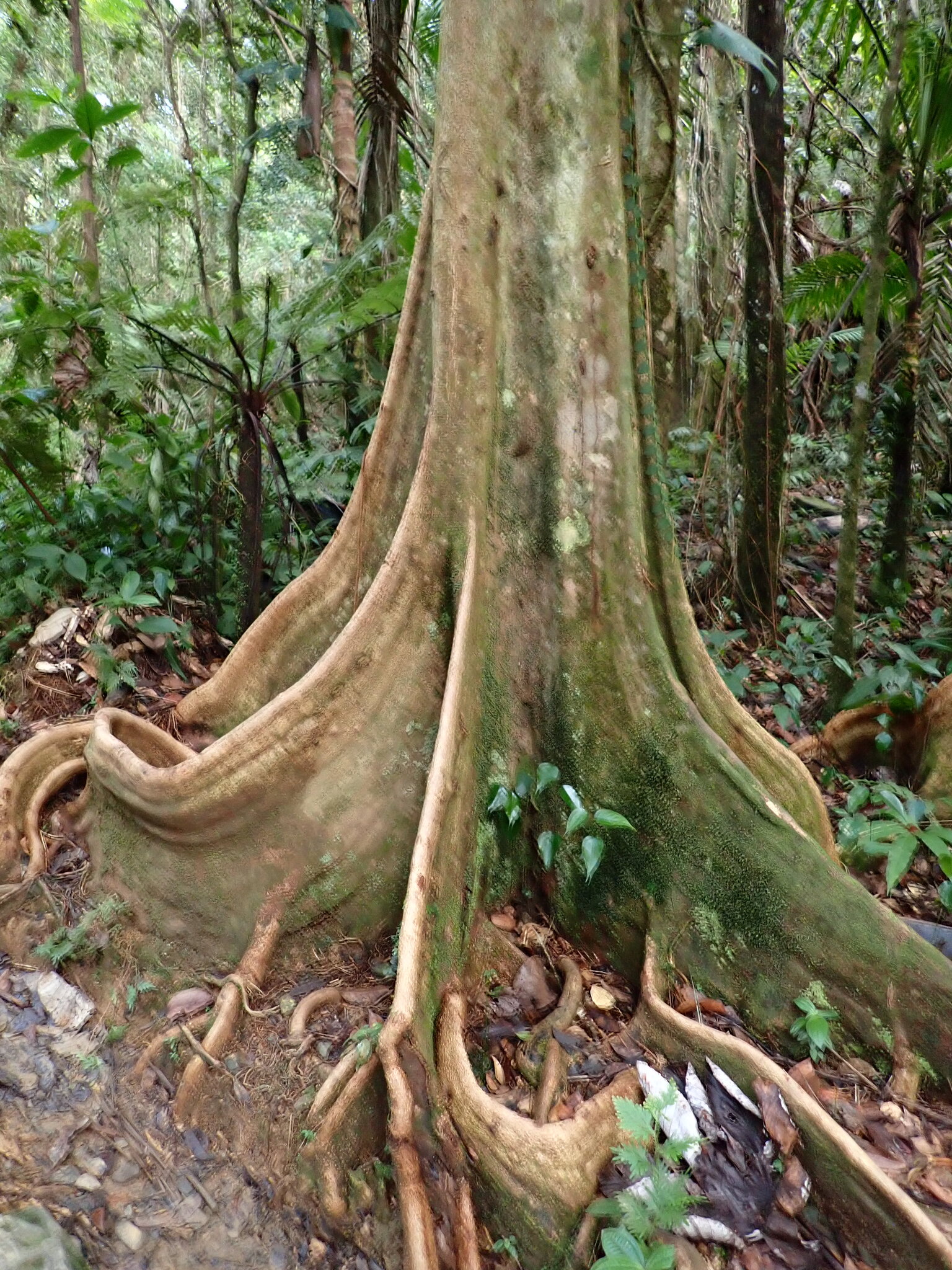 Imagem de Pterocarpus officinalis
