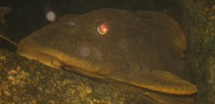 Loricariidae