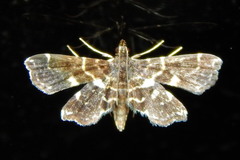 Image of Undulambia polystichalis