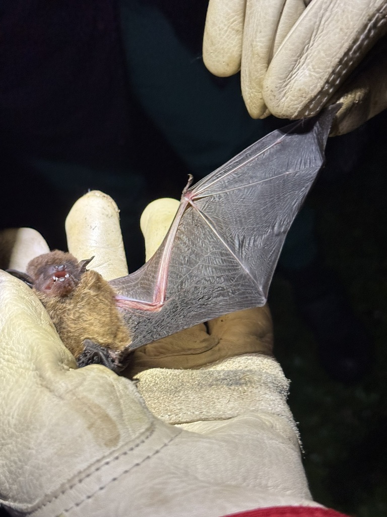 Sooty Mustached Bat