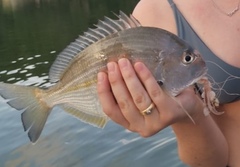 Rhabdosargus holubi