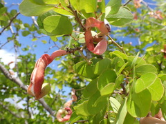 Pithecellobium unguis-cati
