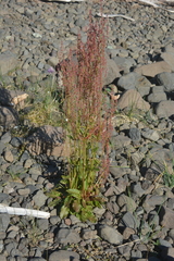 Rumex thyrsiflorus