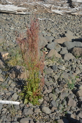 Rumex thyrsiflorus